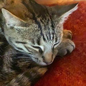 Meet your Posher, Sandra